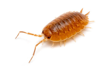 Porcellio laevis Orange